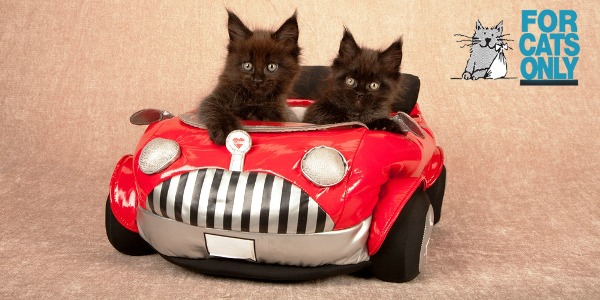 kittens-car-shutterstock_136515128