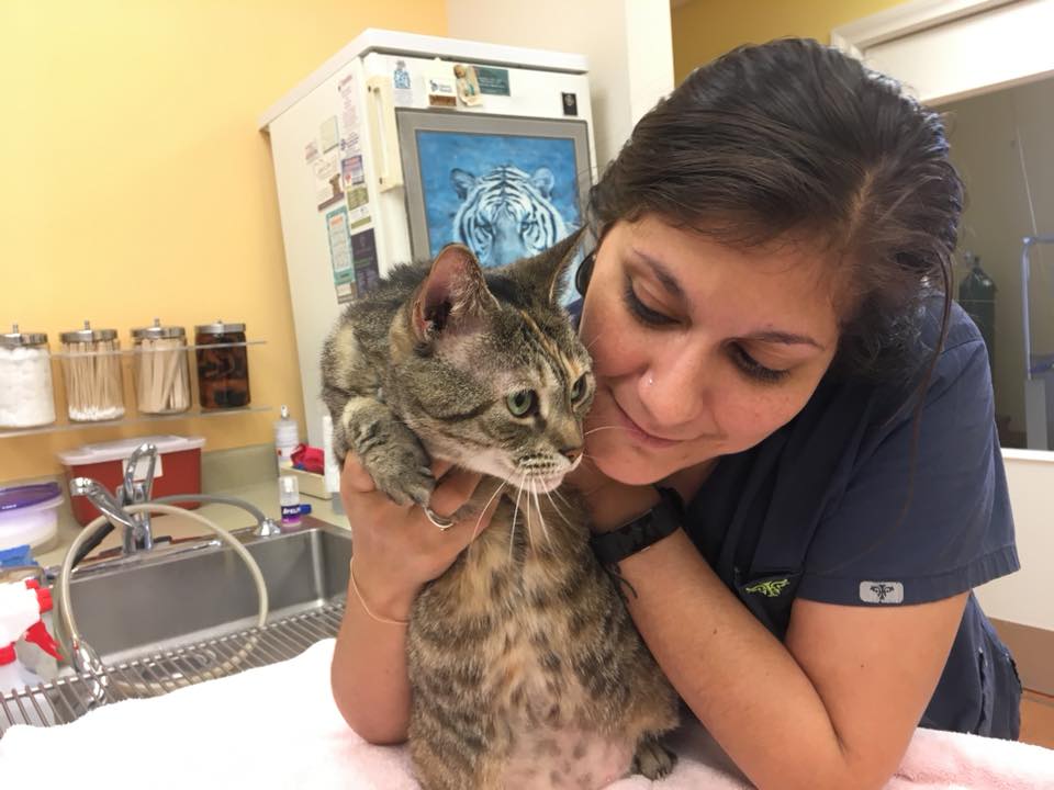 Unique Veterinary Care for Cats