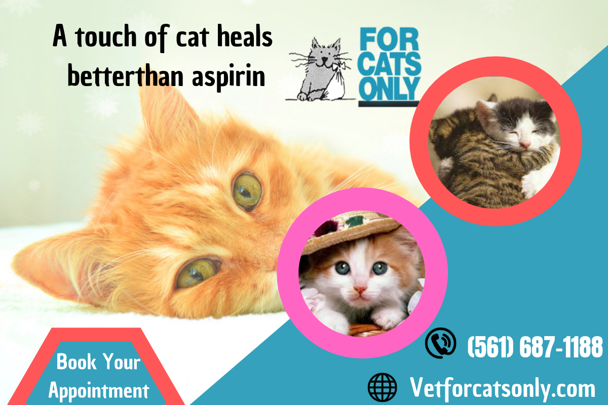 Veterinary Services For Cats